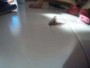 DCIM100GOPROGOPR0083.