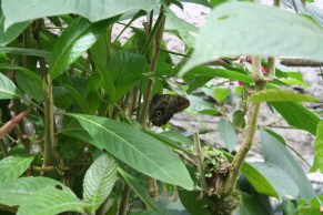 Schmetterlinge 046