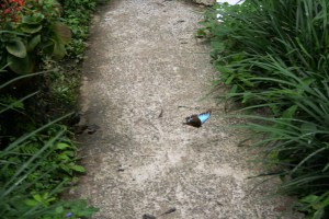 der blaue Morpho im Flug