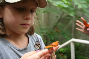 Schmetterlinge mit durchsichtigen Flügeln